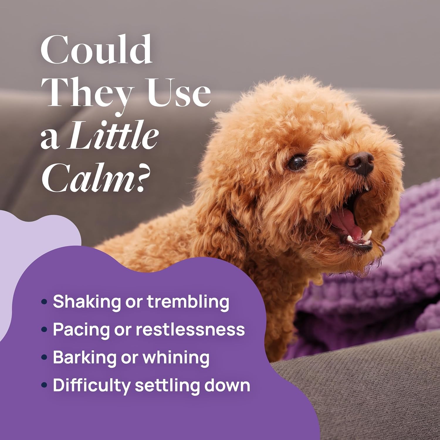 Smart Vitality Pet Calm Soft Chews for Dogs, 60 Count | L-Theanine and L-Tryptophan for Behavioral Support during Stressful Situations