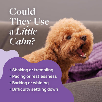 Smart Vitality Pet Calm Soft Chews for Dogs, 60 Count | L-Theanine and L-Tryptophan for Behavioral Support during Stressful Situations